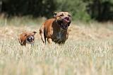 STAFFIE 119